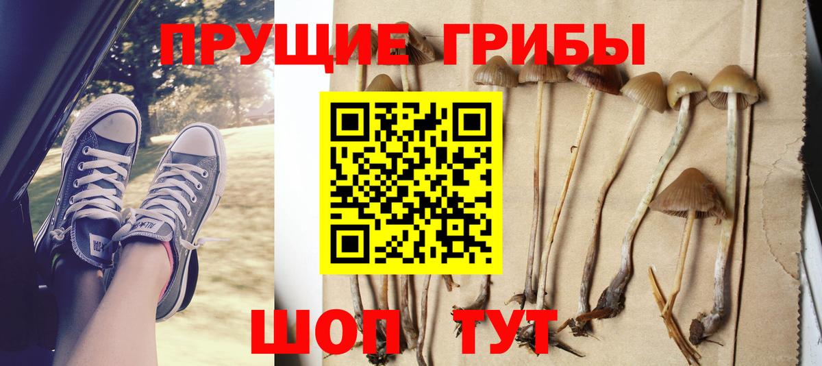 Галлюциногенные грибы Psilocybe Отрадный